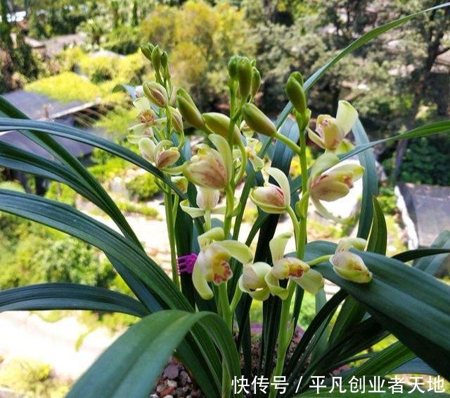 花箭@养兰花,“2懒1勤”别规矩,新芽冒不停,花箭“半米高”