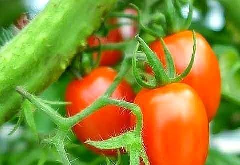  吃不完|阳台种这几样菜，天天有菜摘，吃都吃不完！