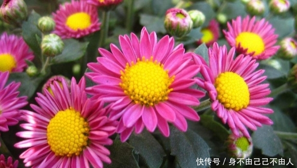 长寿花■家里有院子,养4种花,耐旱耐晒,1年变成“大观园”,年年开花
