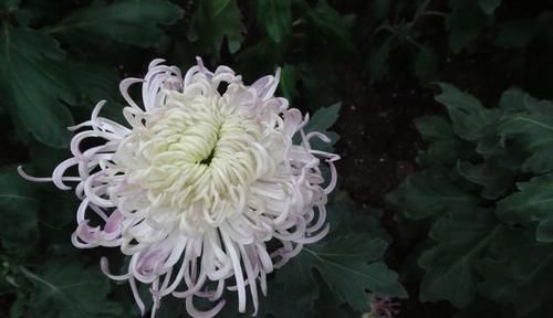 秀丽：喜欢菊花，首选“菊中珍品”碧海英姿，淡雅秀丽，妖娆妩媚！