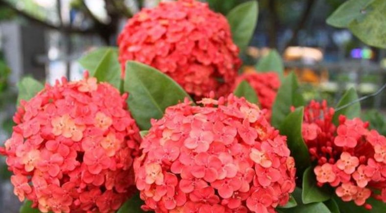  「家里」4种花被称为“开花小能手”，家里养两盆，四季开花不断，超美！