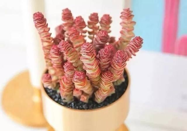  金钱树■这四种招财旺运的花，叶子像钱币，有钱人都爱养