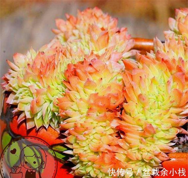 共存|多肉三色堇,老桩漂亮爆头容易,3色共存,养护简单,最适合新手