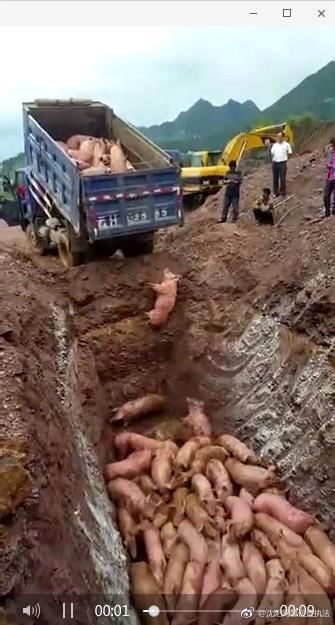 沈阳对“非洲猪瘟疫情”疑问进行解答:猪肉放心吃 视频是假的