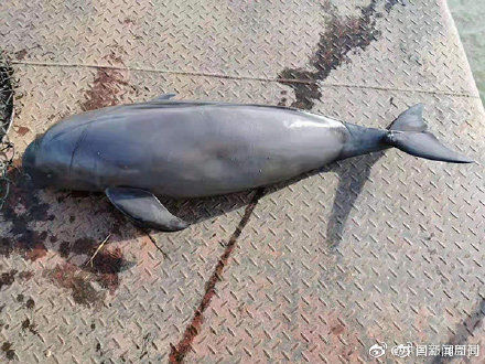  澎湃新闻@五天内又一头长江江豚被发现死亡 ，此前有江豚被绑砖