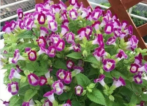  [漂亮]家中必养5种花，好养漂亮花期长，1个月不浇水,长得枝繁叶茂