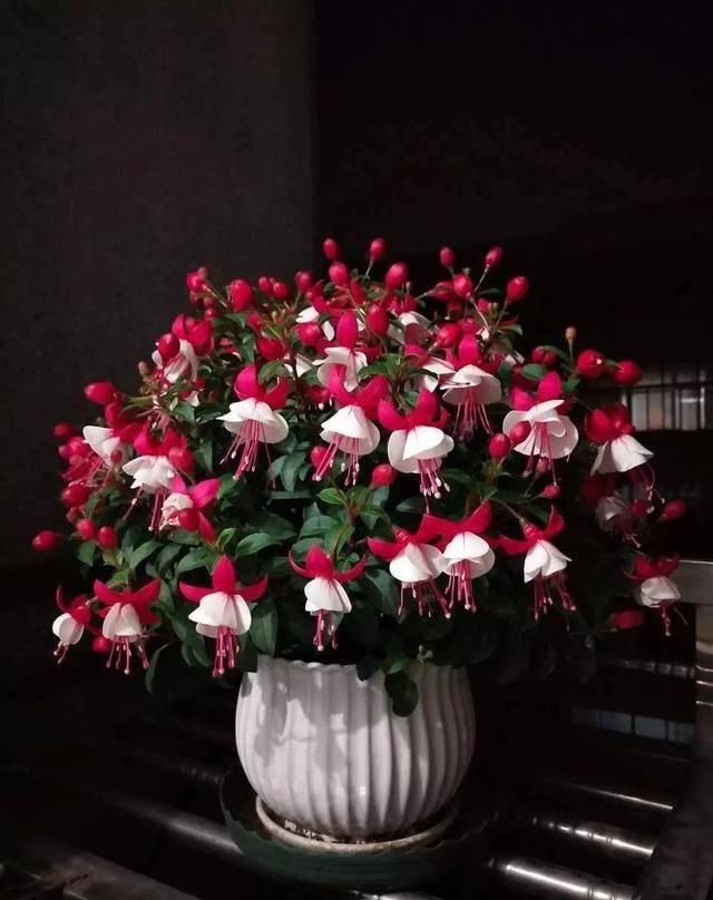  [有钱]这八种花命里带金，越养越有钱，你确定不来一盆吗？