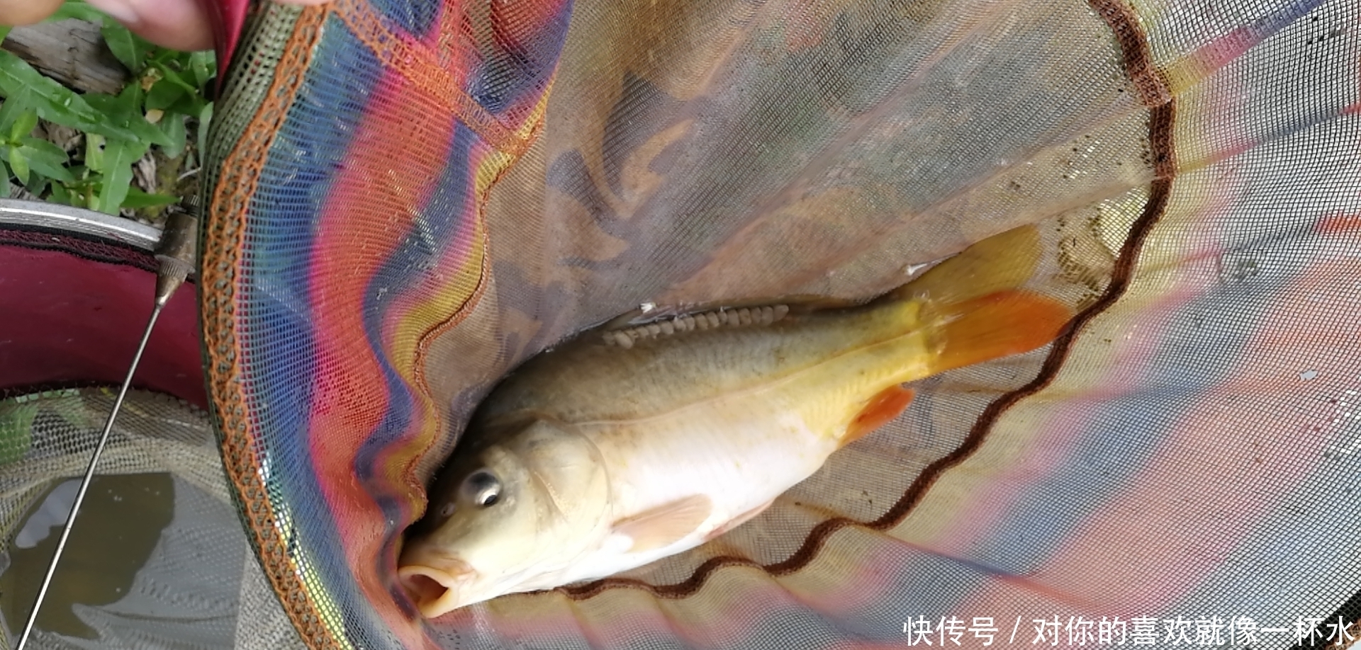 变化|鱼漂阴漂,真的是质量问题吗?其实它有个小秘密