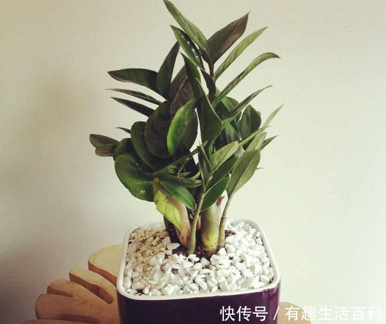 金钱树盆栽拔起来才发现根上长了这么多的瘤子