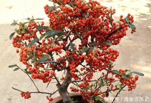  #干旱#“耐干旱”的3种花，即使40天不浇水，一样“爆盆”，生长快！