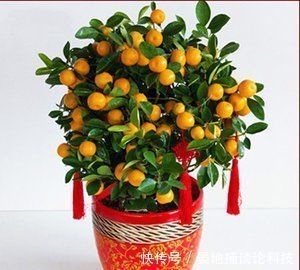 「名字」客厅摆上6种花,不仅养人还旺财,一听名字就是吉祥花
