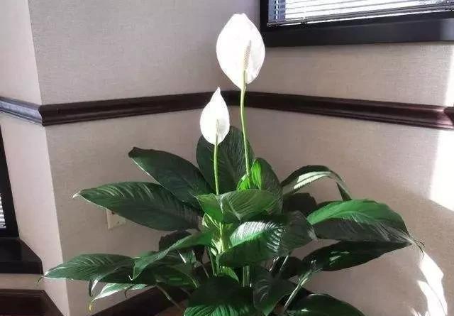 爱爆|这6种耐阴花,养了不上当,放在角落当摆设,蹭蹭爱爆盆