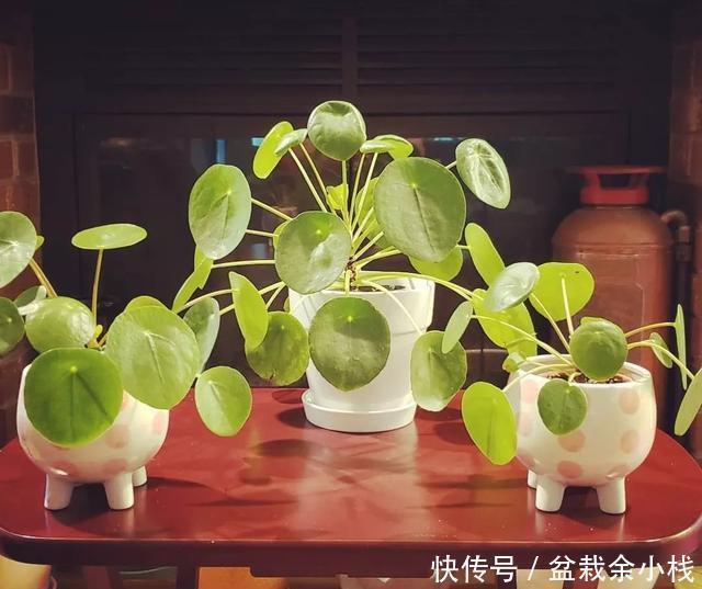  『路边』爆红的镜面草，中国没人要的路边花，国外竟然抢着种，可流行了