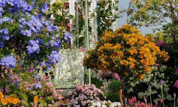 【粉丝】她在露台养了一种花,全年花开不断,犹如仙境,收获了近10万粉丝