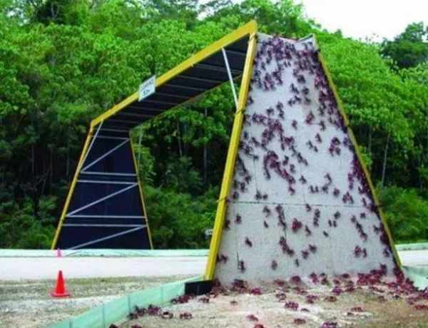 红色生物大量入侵澳洲岛屿