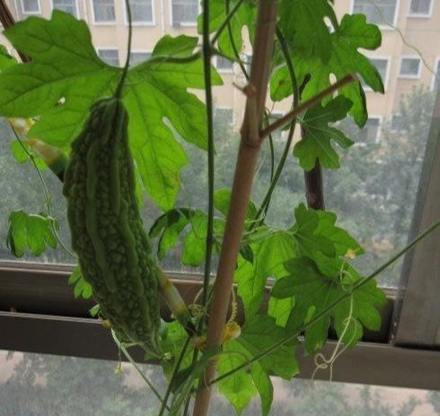  减肥：阳台种苦瓜，开花爬藤快，节节都有瓜，凉拌去火，减肥快