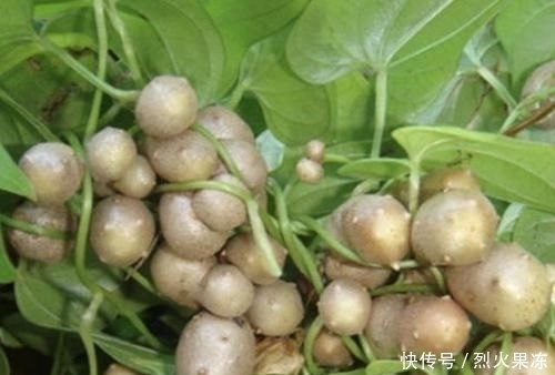 【植物】在农村,有1种椭圆的“野果”,以往叫它“山药豆”,珍贵、少见