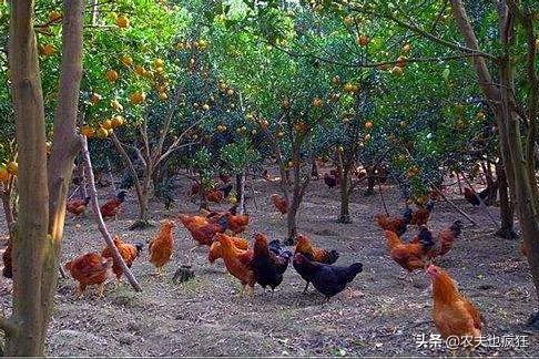  「林下」几年前很火的“林下养鸡”为何无人问津了？有啥坏处吗？答案来了