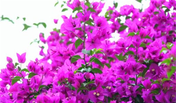  「香味」喜欢在家里养花,可以选择它,花姿绰约香味十足,好养易活能爆盆