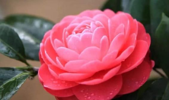 「虎尾兰」这几款花好养又省钱,种一棵长一盆,种一次养十年,开花美翻了!