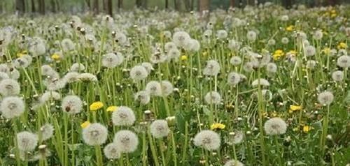  『生长』春天乡下1野花，名蒲公英，花色泽金黄，10人里9人不知其神效