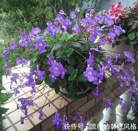 「就算」3种耐阴花真好养,就算光线不错,照样生机勃勃