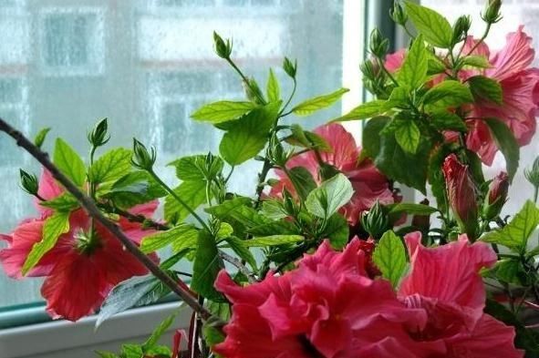 #不喜#“3种花”不喜水,一碰水“又枯又黄”,往太阳下一摆,盆盆花爆