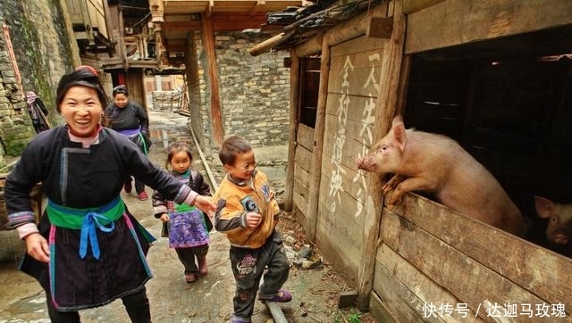  #猪肉#农村散养户还在养猪吗？现在养猪到底划不划算？听听老农