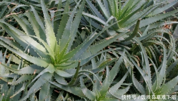  『叶黄』盆栽芦荟要注意这4点，尤其是第三点，否则容易叶黄烂根枯萎！