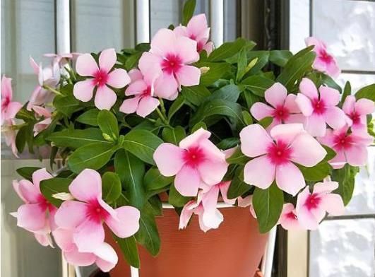  『四季开花』5种花是“爆盆能手”，好养漂亮，一次就能开100多天，关键是好养
