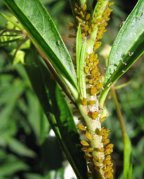  「毒植物」专门祸害夹竹桃的蚜虫，不怕毒液的害虫