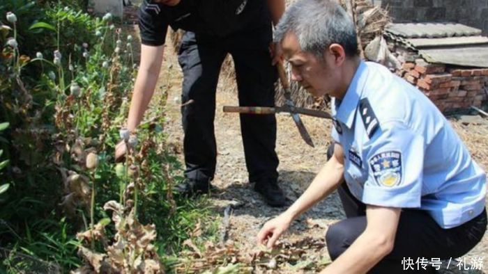  「唯一」我国唯一能合法种植罂粟的地方，武警真枪实弹，24小时