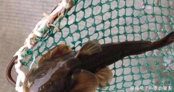 农村这5种鱼已“绝迹”，一条800元成稀罕物，有钱却买不到