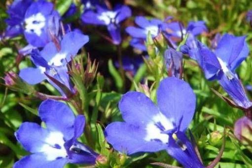  『养草』种花养草，就养盆遥远的鼓声，花开嫩润色奇特，清香入鼻真好闻