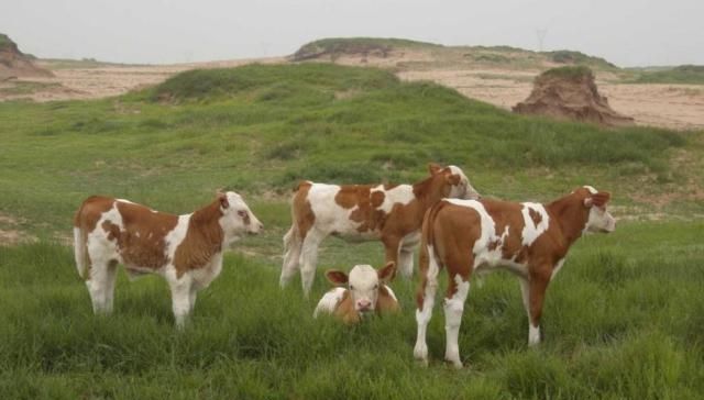  「肉牛」这里有养殖西门塔尔牛的方法，机不可失，大家快点来围观吧