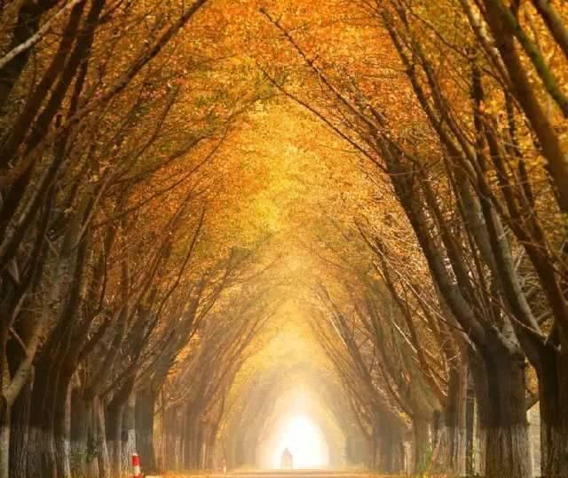 徐州这两天唱起了“小晴歌” 又是一年秋意浓，赏秋正当时！