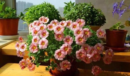 『绣球』阳台养花不用多，6种“草花”颜值高，家里小清新，四季开不败