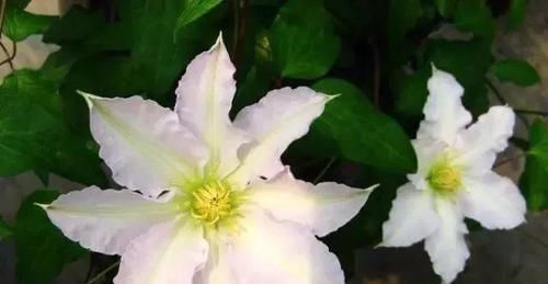  [园艺师]被誉为“藤本植物皇后”的杰克曼铁线莲，堪称植物认第一。