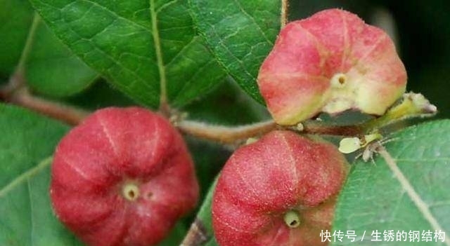 农村有种“算盘子”，过去常被穷人当药，如今市场一斤能卖60元