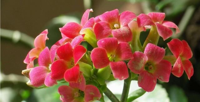  「养花」养花就养这几款,花期长开花艳丽,开花一茬接一茬,花苞开满阳台