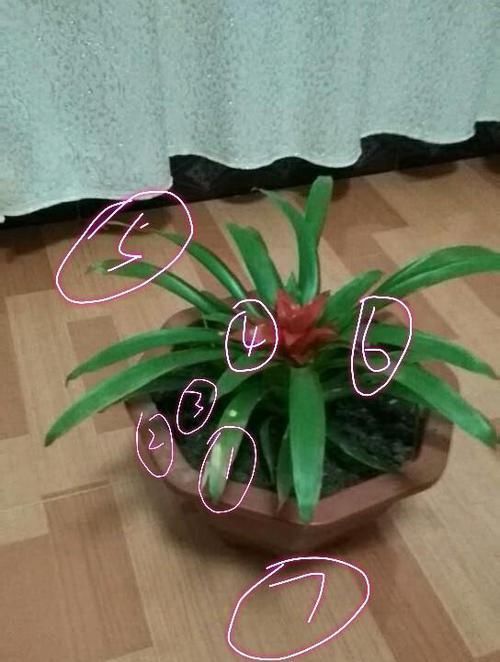  【位置】鸿运当头盆栽的叶子有点发黄，整体看上去也没什么活力，怎么办？