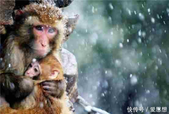 触动心灵!七张图带你感受动物界的母爱