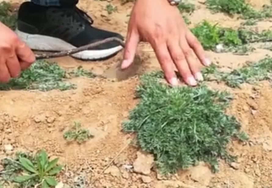 农村荒地里这种野菜，错过就要等一年，你们吃过这种野菜吗？