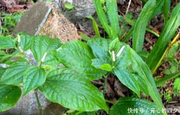  【根茎】农村这3种种野草，人们常吃其叶，殊不知根茎更加珍贵