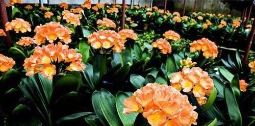  『值钱』这几种植物养在家里，外形美观寓意好，而且越养越值钱