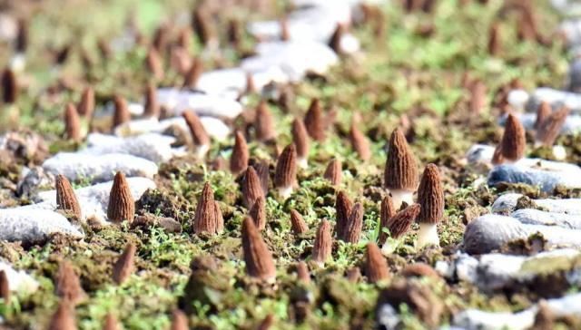  妄想：种植规模连年暴增，价格一年比一年低，捂到发臭都不卖还