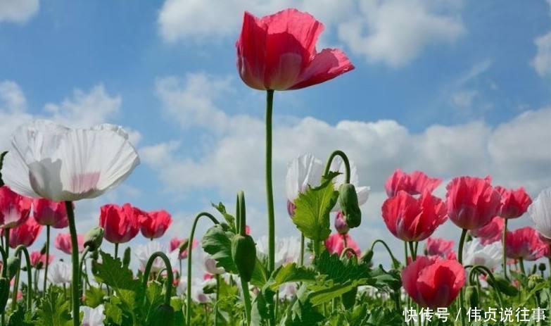  【罂粟】农民大面积种植罂粟, 政府却很支持, 销路都不用愁