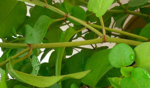 这种野生植物农村把它零食吃，城里1斤卖上千元，你有吃过没