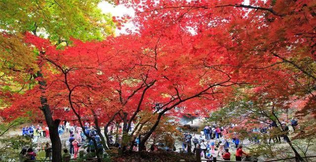 国庆期间东北枫叶最美的地方,不但不要门票,而且游客也比较少