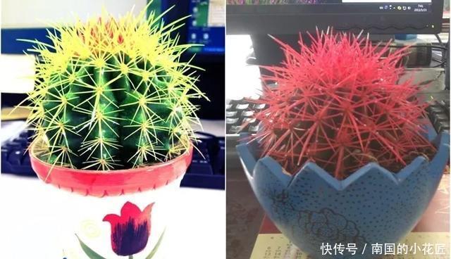 【花别买】养花技巧:遇到这6种花,白送都不要,轻则养残,重则养不活!